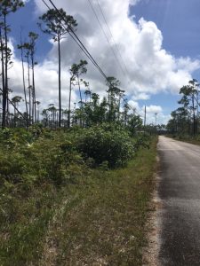 Shannon Multi Family Lot with Utilities